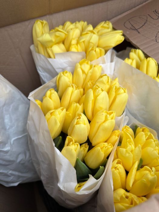 Тюльпаны свежие красивые крупные