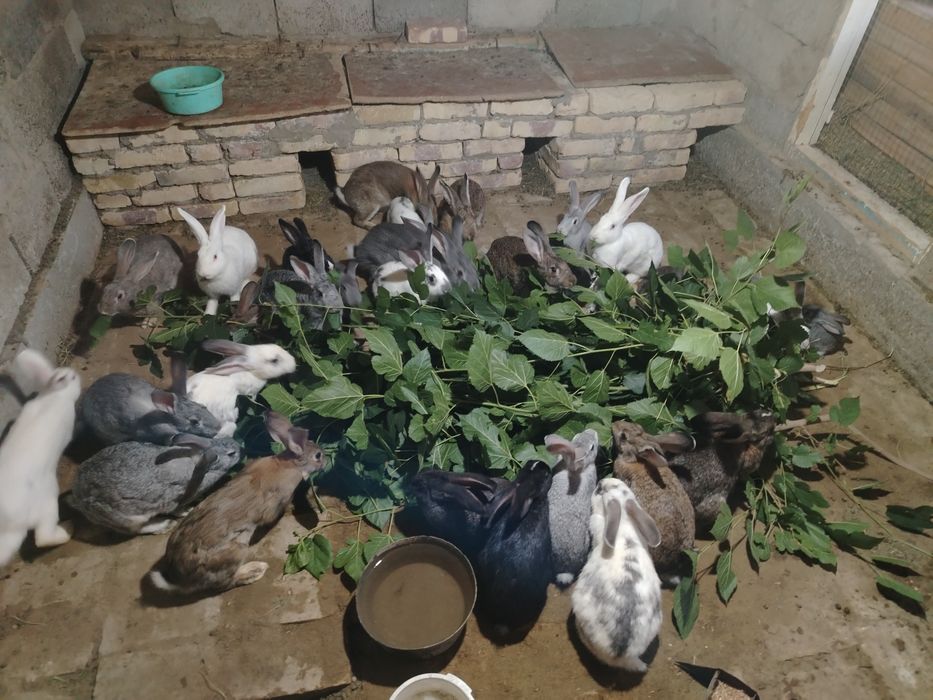 Кролики продаются хорошая цена