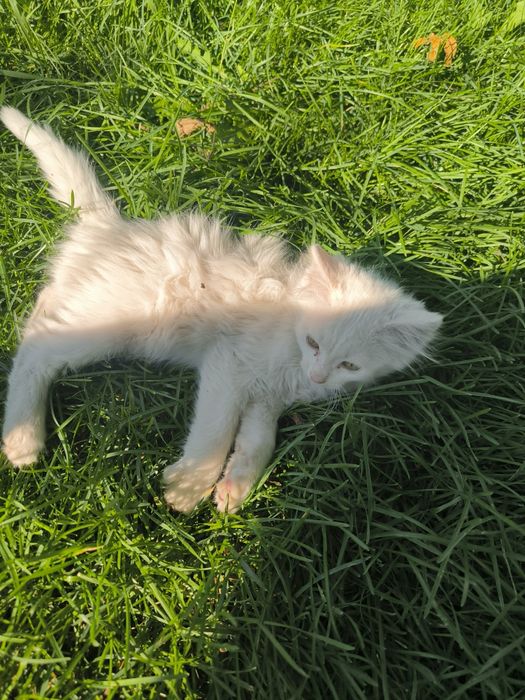 Отдам котят, белые, мальчики!