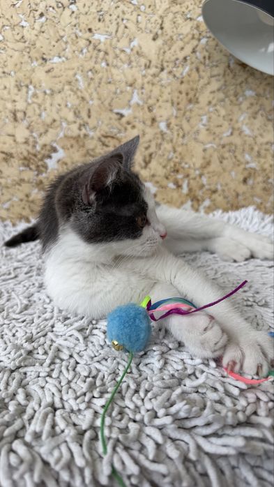 Котенок, девочка, 3,5 месяца