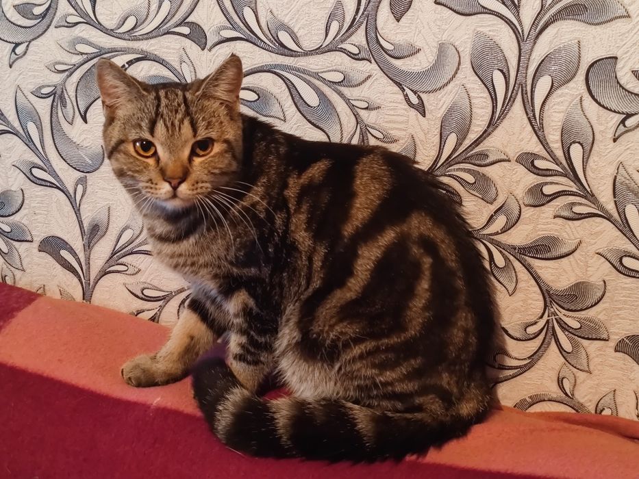 Британский котик ищет Дом