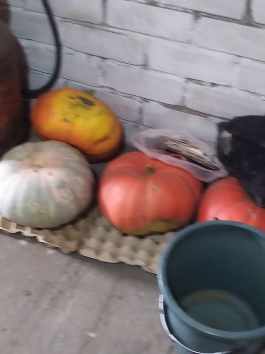 Продам тыкву домашнюю