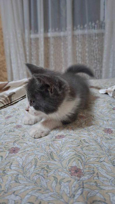 Отдам даром котят