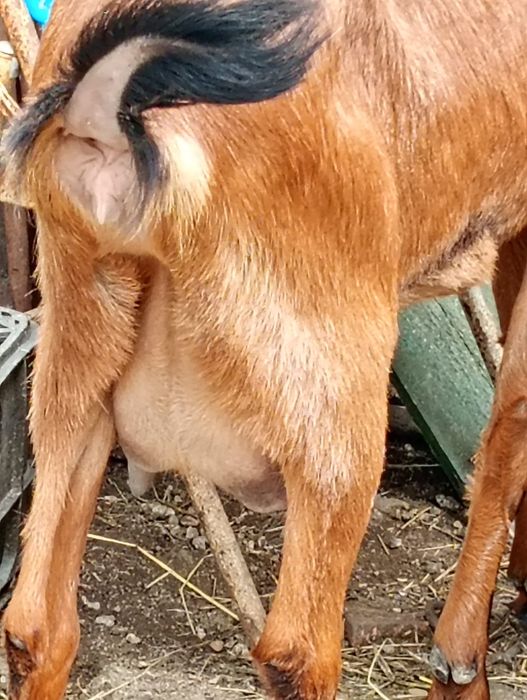 Vând capră anglonubiană