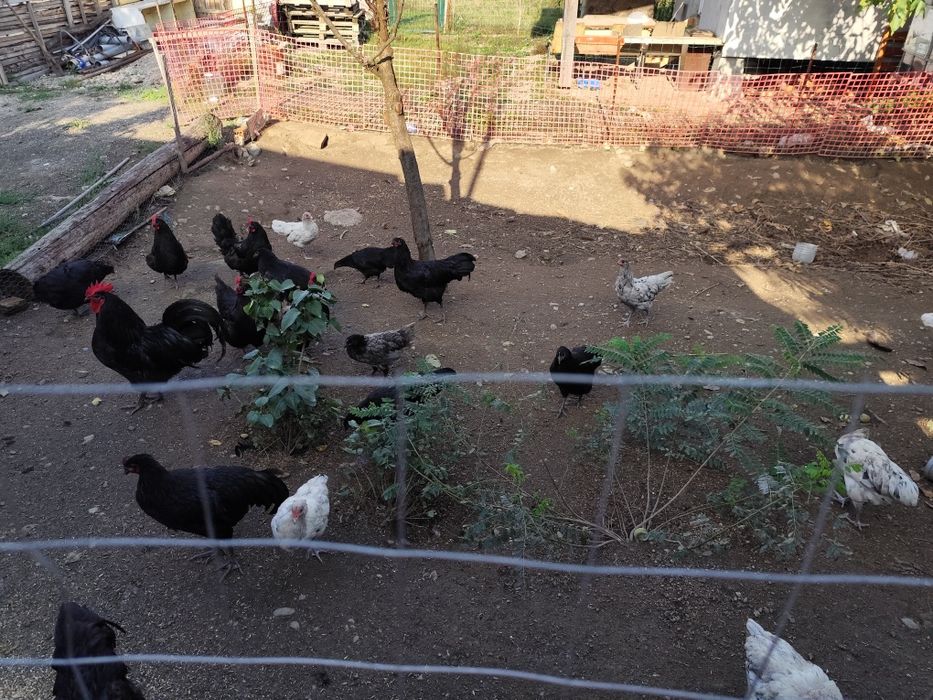 Vând găini Australorp