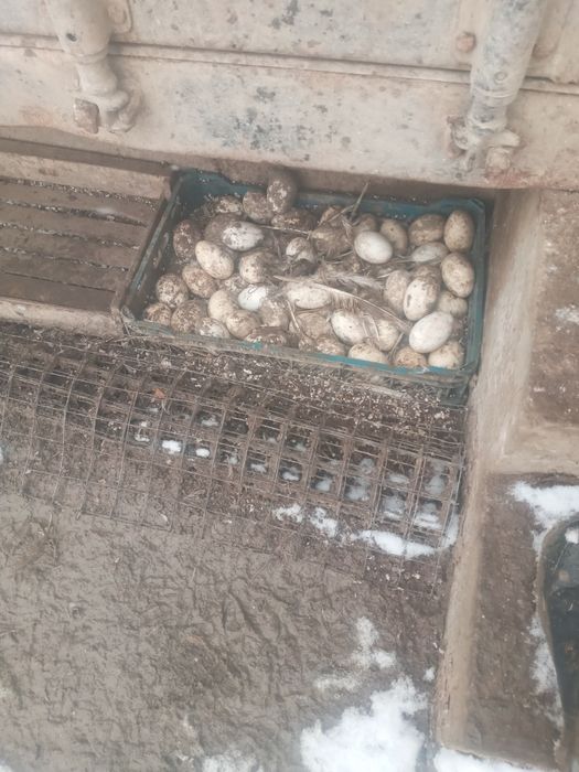 Яйцо гусиное. Қаз жұмыртқасы