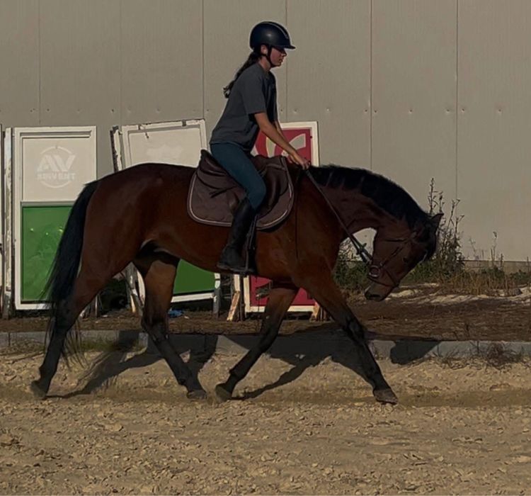 Cal Castrat calarie, agrement si sarituri