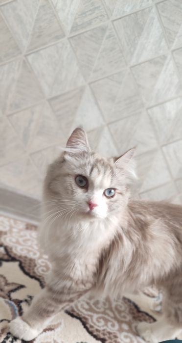 Bir biridan chroyli 5ta muwugimz bor onasi sotilmaydi zoti skodw fold