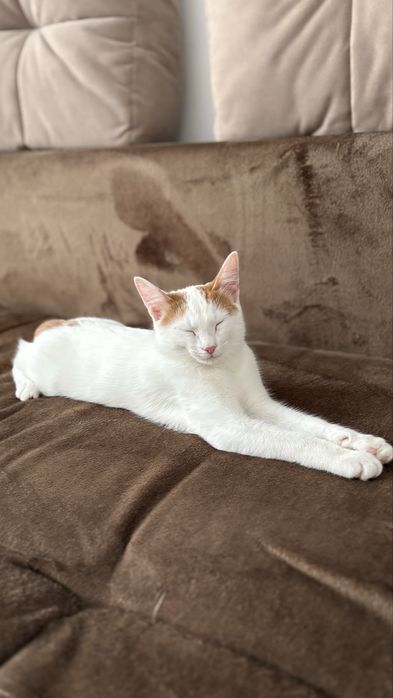 отдам кошку бесплатно