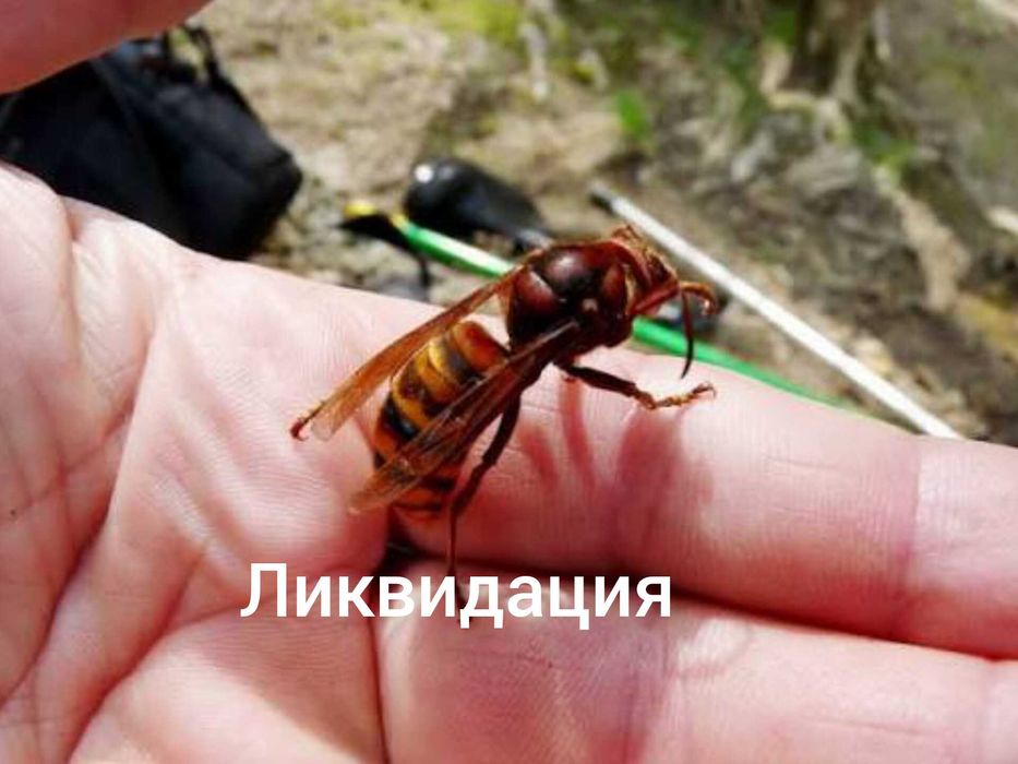 Опрыскивание плодовых деревьев