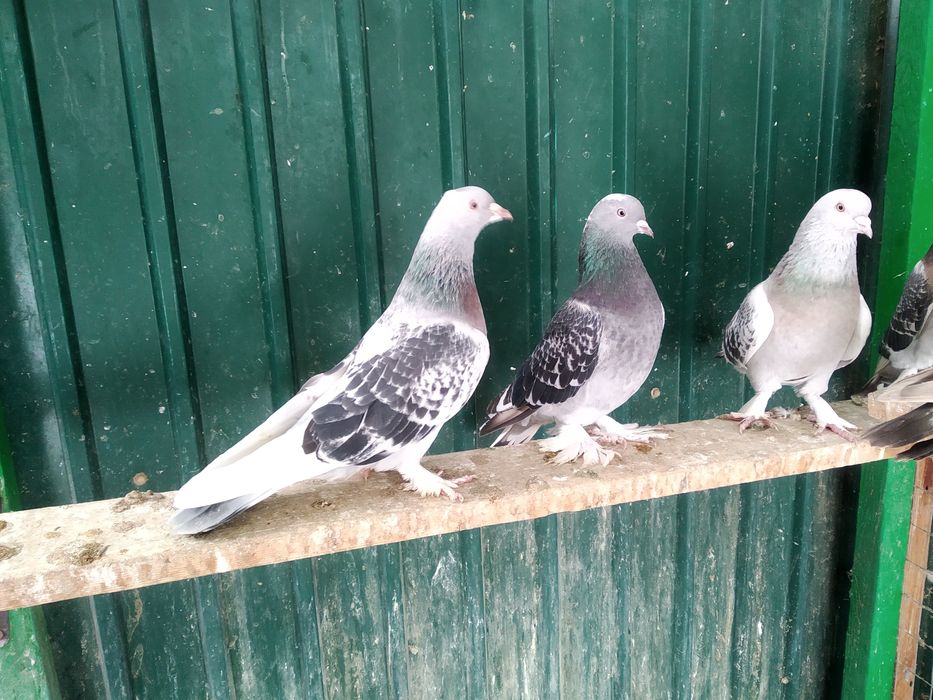 Голуби породы Такла