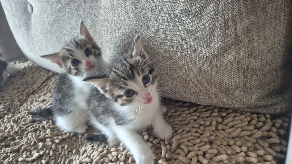 Отдам в добрые руки котят