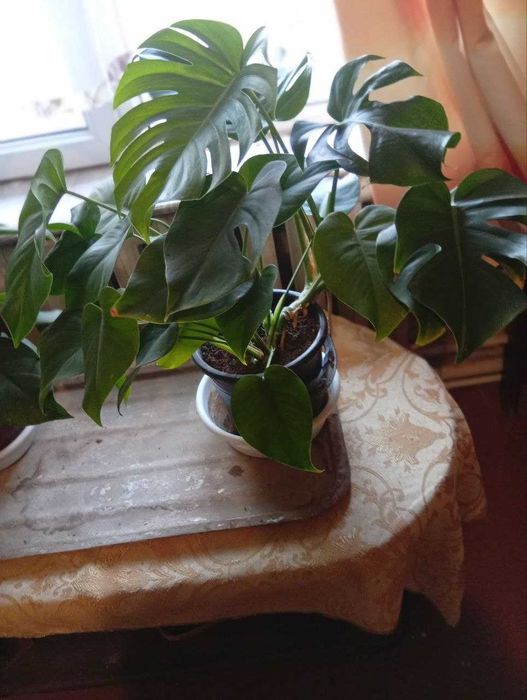 пр одаются комнатные цветы