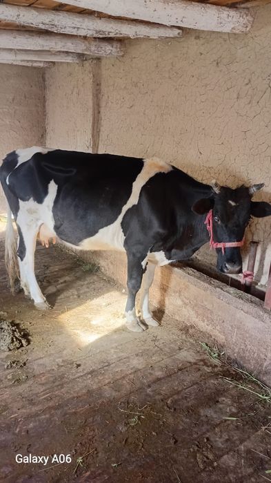 Сауынды сиырлар бар