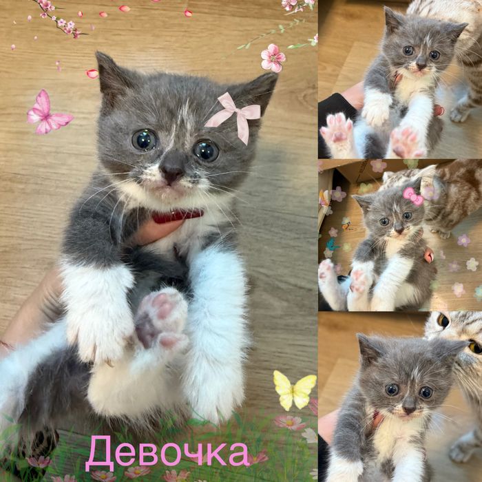 Продаю котят,  шотландцы. Остались две девочки!