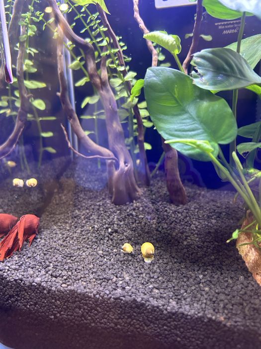 Охлюв ампулария бебета