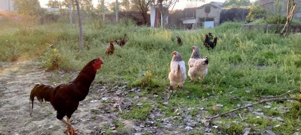 Хонаки товуклар тухумлари бор.