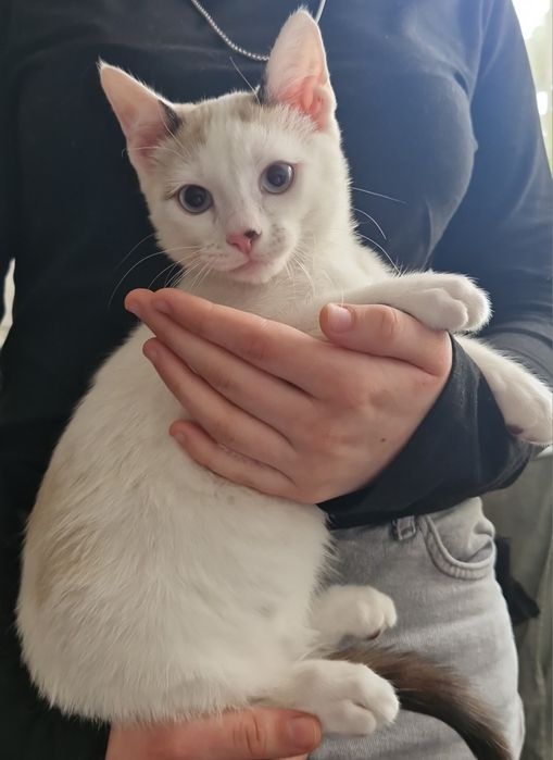 Отдам молодого кота