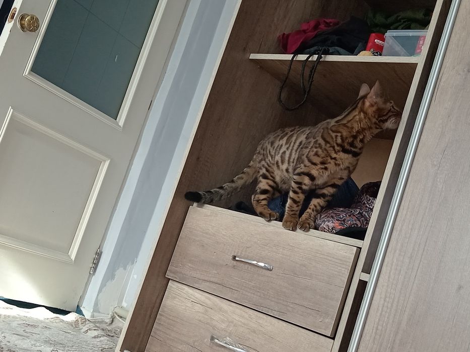 Пропал бенгальский кот 10 месяцев