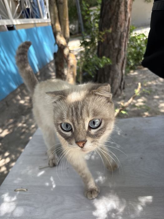 Очень ласковый кот возпитонный