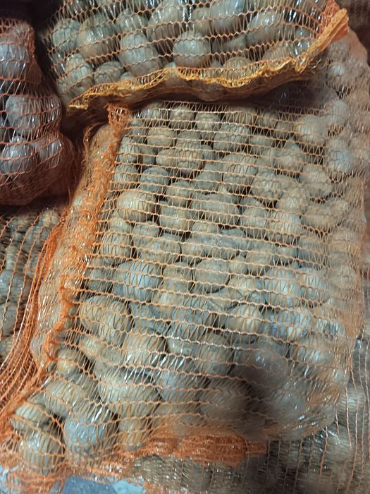 Cartofi de sămânță și de consum