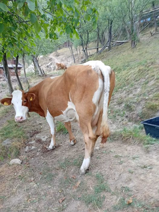 De vânzare vaca cuminte de 6 ani