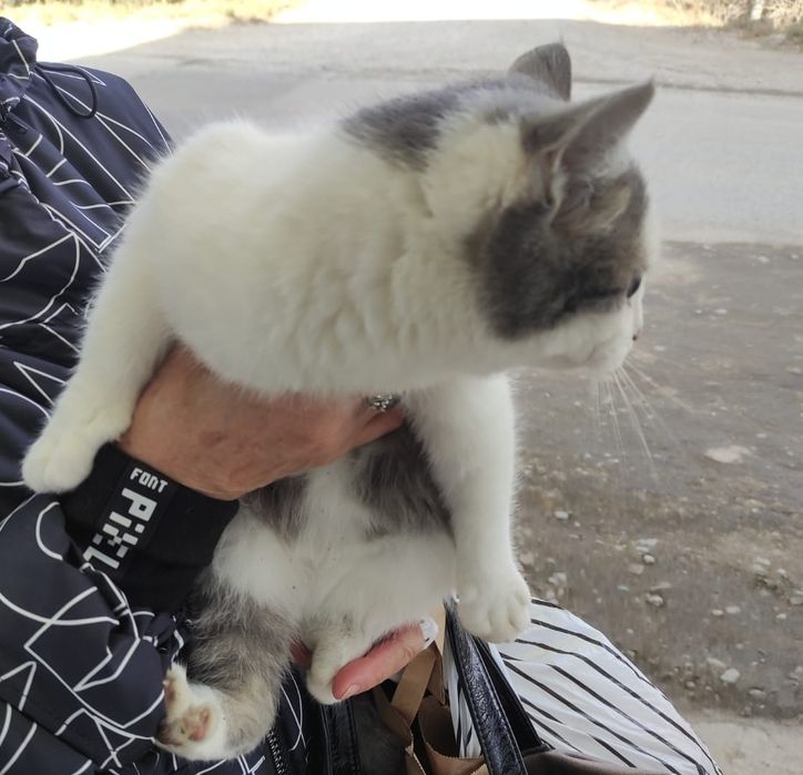 Кошечка в добрые руки