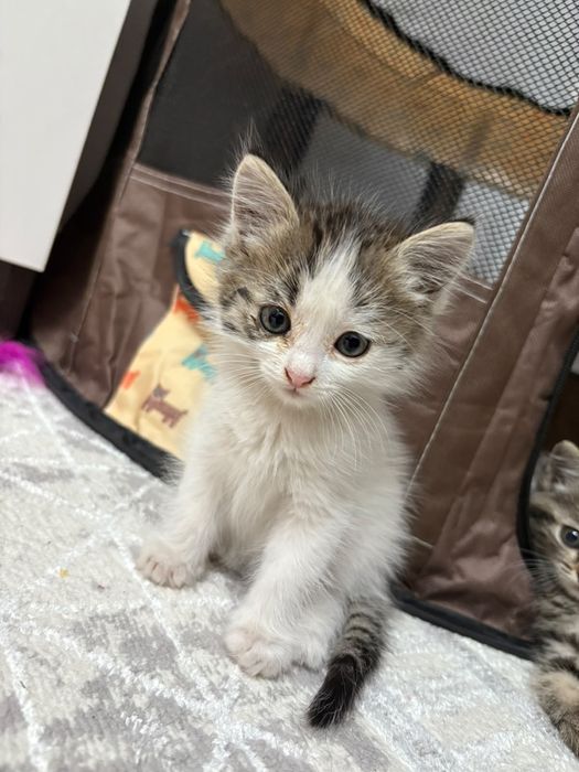 Отдам котят девочка и мальчик