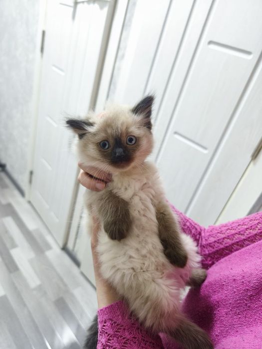 Продаются сиамские котята