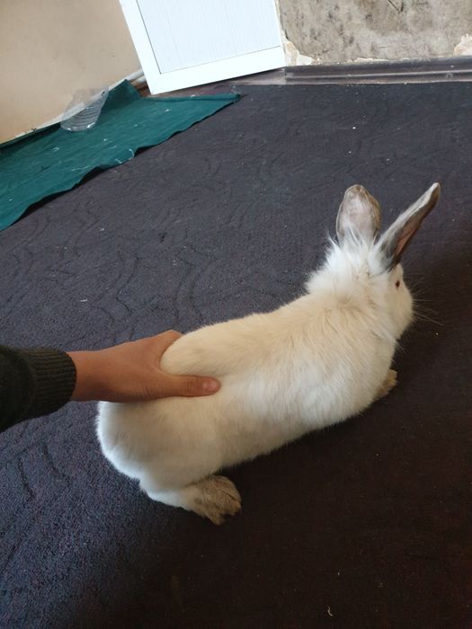 Kaliforniya zotli quyon