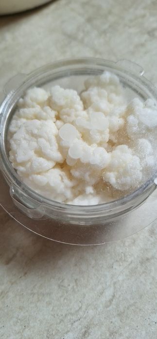 Vând starter  Ciupercă kombucha și ciupercă kefir lapte