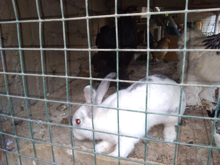 Крольчихи бабочка