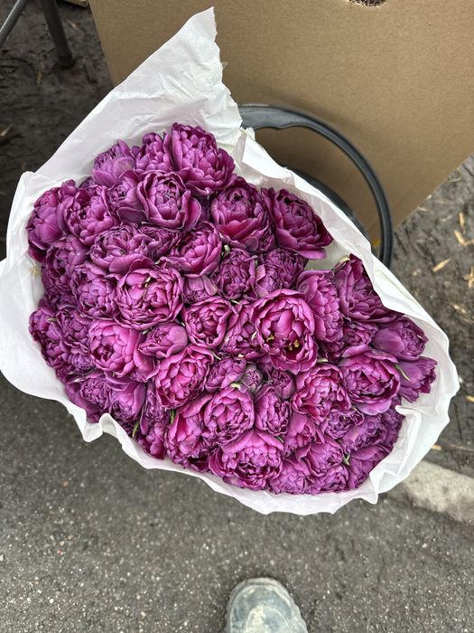 Тюльпаны классика и пионовидные