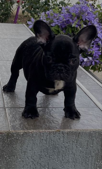 Mascul bulldog francez din parinti cu pedigree