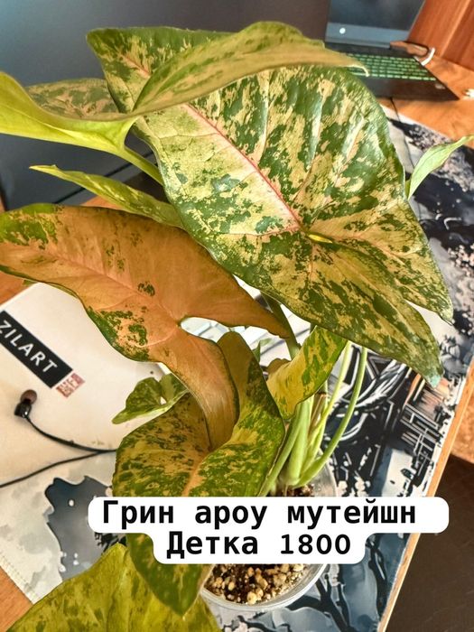 Комнатные растентя Цветы филодендрон хоя