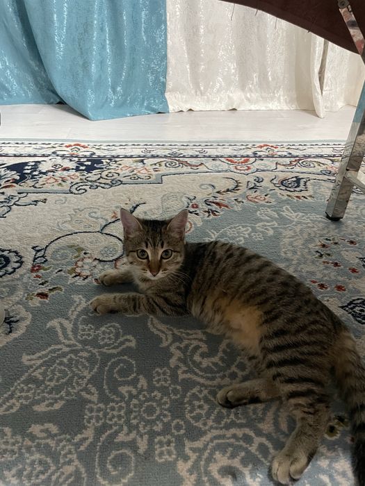 Отдам в добрые руки