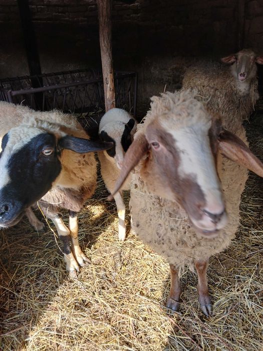 Продавам 3 овце и едно агне