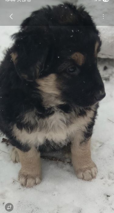 Щенкииии овчаркииии