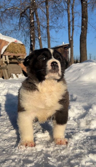 среднеазиатская овчарка