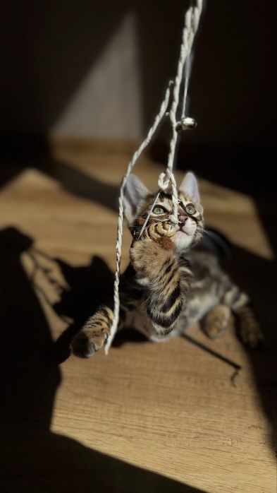 Бенгальские котята с документами