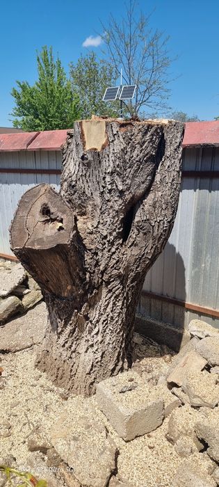 Vând trunchi nuc de 50 ani