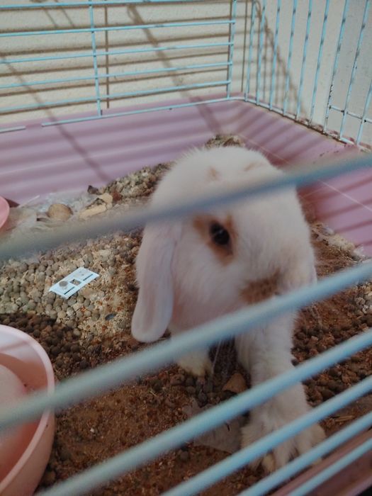 Kuyun krolik dekarativ ogil bola sotiladi