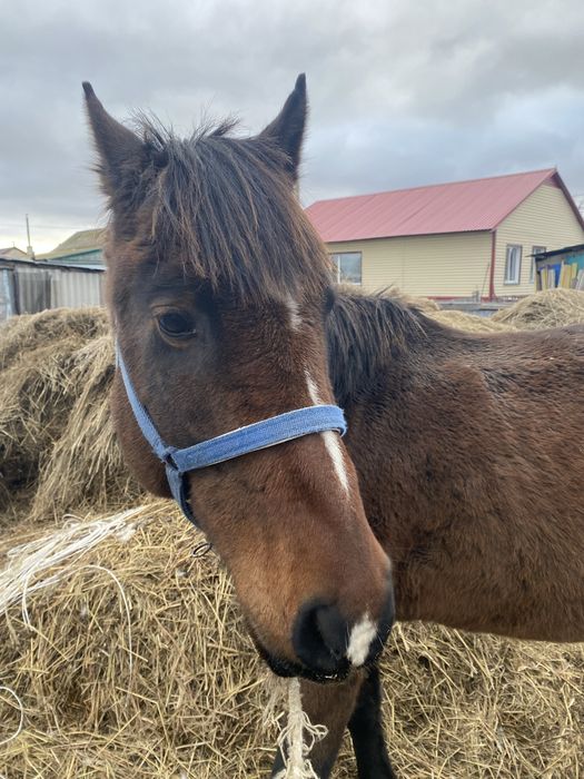 Продам лошадь 6 лет