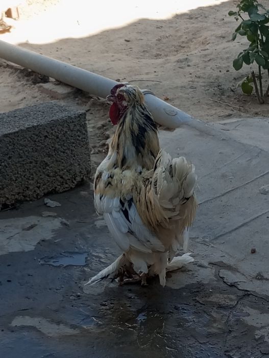 Yapon xoʻroz tovuq bollari bilan sotiladi