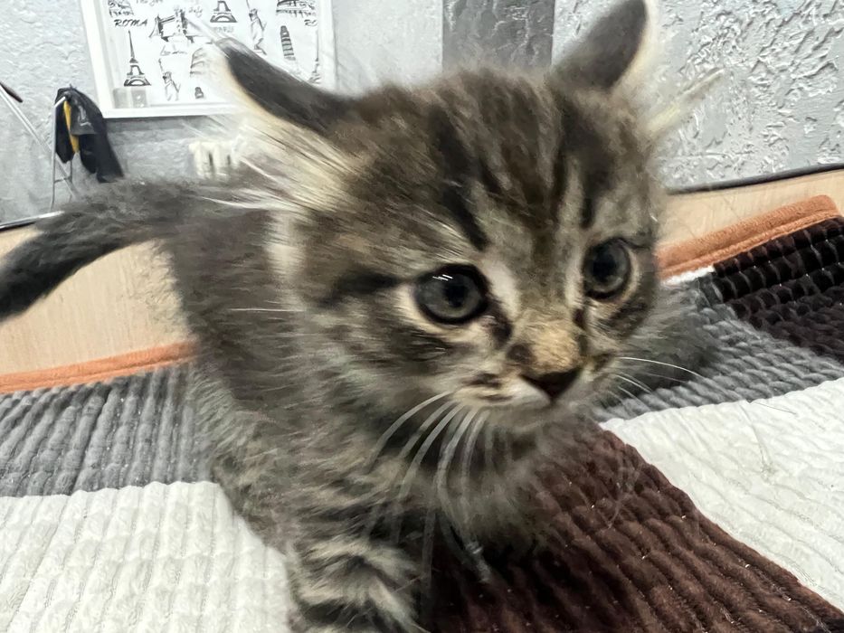 Шотландский котёнок
