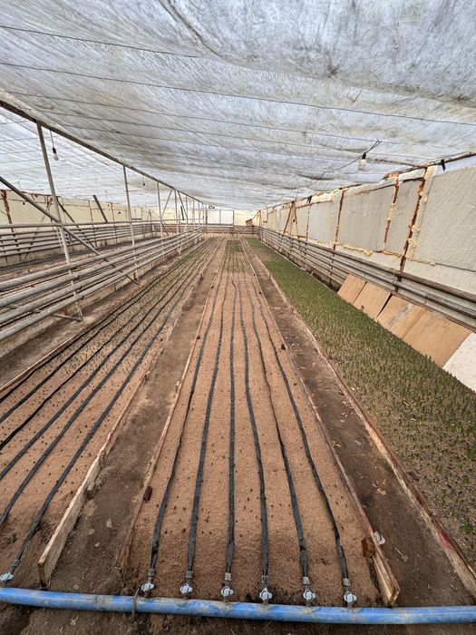 Тюльпаны оптом к 8 марта и 14 февраля.