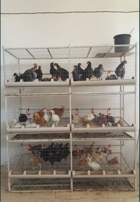 Клетки новые для кур.