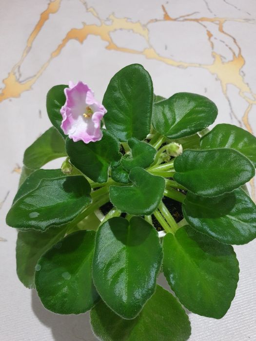 Цветущие фиалки сортовые