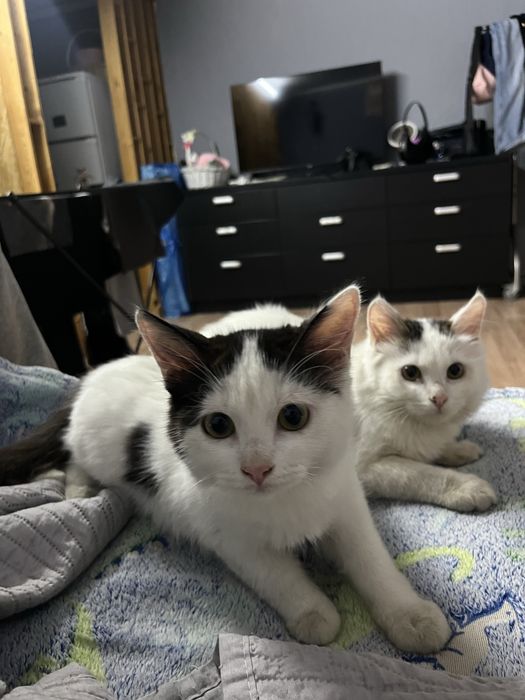 Отдам бесплатно котят