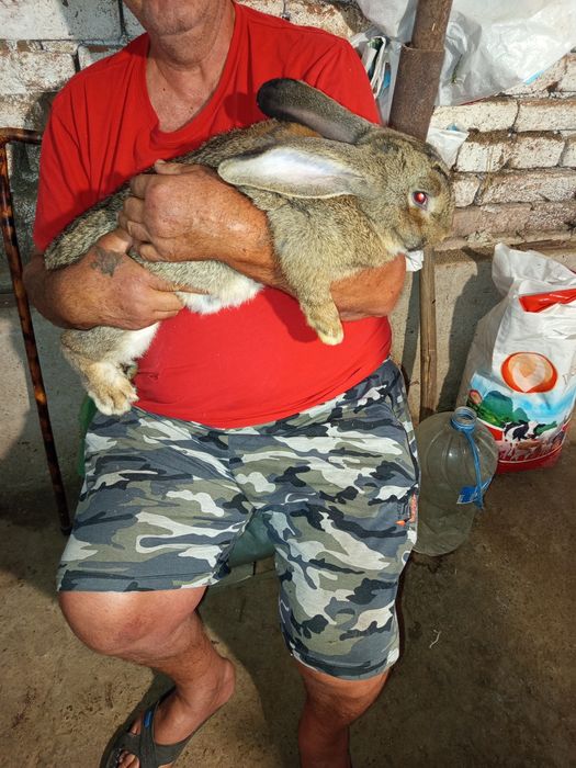 Продавам зайци белгийски великани